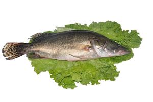 桂花魚(yú)-深圳市偉泰發(fā)餐飲管理有限公司