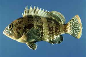 石斑魚(yú)-深圳市偉泰發(fā)餐飲管理有限公司