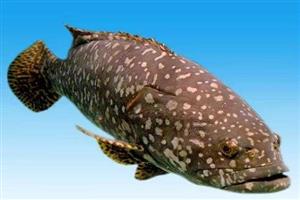 龍躉-深圳市偉泰發(fā)餐飲管理有限公司