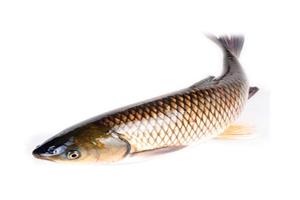 草魚(yú)-深圳市偉泰發(fā)餐飲管理有限公司