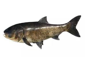 大頭魚(yú)-深圳市偉泰發(fā)餐飲管理有限公司