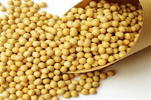 黃豆-深圳市偉泰發(fā)餐飲管理有限公司