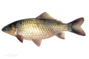 鯽魚(yú)-深圳市偉泰發(fā)餐飲管理有限公司